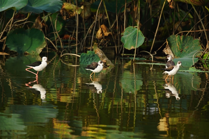 ZC^JVM,Black-winged Stilt